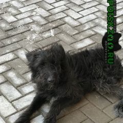 Подробнее об объявлении «Найдена собака кобель Реутов» Фото: найдена собака  «Найдена собака кобель Реутов» в г. Реутов