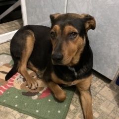 Подробнее об объявлении «Новороссийск Найдена собака п. прохоровка» Фото: найдена собака  «Новороссийск Найдена собака п. прохоровка» в г. Новороссийск