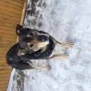 Подробнее об объявлении «Найдена собака Химки» Фото: найдена собака  «Найдена собака Химки» в г. Химки