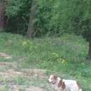 Подробнее об объявлении «Найдена собака Химки» Фото: найдена собака  «Найдена собака Химки» в г. Химки