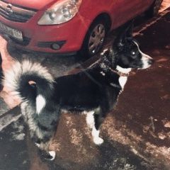 Подробнее об объявлении «Старая Купавна Найдена собака кобель» Фото: найдена собака Западно-сибирская лайка «Старая Купавна Найдена собака кобель» в г. Старая Купавна