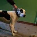 Подробнее об объявлении «Найдена собака кобель Нижний Новгород» Фото: найдена собака  «Найдена собака кобель Нижний Новгород» в г. Нижний Новгород