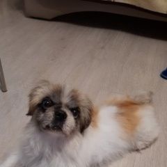 Подробнее об объявлении «Найдена собака кобель Москва» Фото: найдена собака  «Найдена собака кобель Москва» в г. Москва