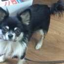 Подробнее об объявлении «Ростов-на-Дону Найдена собака кобель» Фото: найдена собака Чихуахуа «Ростов-на-Дону Найдена собака кобель» в г. Ростов-на-Дону