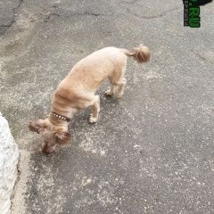 Подробнее об объявлении «Найдена собака потеряшка на ясной Нижний Новгород» Фото: найдена собака  «Найдена собака потеряшка на ясной Нижний Новгород» в г. Нижний Новгород