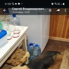 Подробнее об объявлении «Найдена собака внимание Ярославль» Фото: найдена собака  «Найдена собака внимание Ярославль» в г. Ярославль