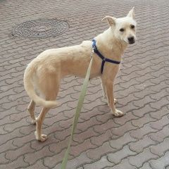 Подробнее об объявлении «Найдена собака ищет семью. Москва» Фото: найдена собака  «Найдена собака ищет семью. Москва» в г. Москва