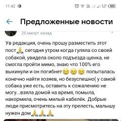 Подробнее об объявлении «Ярославль Найдена собака кобель щенок» Фото: найдена собака  «Ярославль Найдена собака кобель щенок» в г. Ярославль