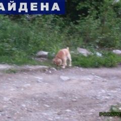 Подробнее об объявлении «Найдена собака кобель Сочи» Фото: найдена собака  «Найдена собака кобель Сочи» в г. Сочи