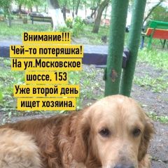 Подробнее об объявлении «Найдена собака кобель ждёт своего старого или нового хозяина. Орел» Фото: найдена собака Лабрадор ретривер «Найдена собака кобель ждёт своего старого или...» в г. Орел
