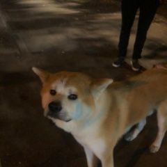 Подробнее об объявлении «Найдена собака кобель Москва» Фото: найдена собака Акита-ину «Найдена собака кобель Москва» в г. Москва