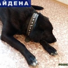Подробнее об объявлении «Тольятти Найдена собака кобель» Фото: найдена собака  «Тольятти Найдена собака кобель» в г. Тольятти