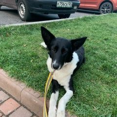 Подробнее об объявлении «Найдена собака девочка чёрно-белая ореховр-борисово Москва» Фото: найдена собака Бордер-колли «Найдена собака девочка чёрно-белая...» в г. Москва