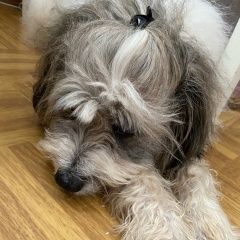 Подробнее об объявлении «Найдена собака кобель он очень хочет найти свой дом Нижний Новгород» Фото: найдена собака  «Найдена собака кобель он очень хочет найти свой...» в г. Нижний Новгород