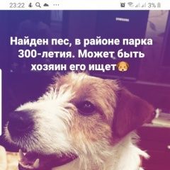 Подробнее об объявлении «Найдена собака кобель, джек рассел терьер Санкт-Петербург» Фото: найдена собака Джек рассел терьер «Найдена собака кобель, джек рассел терьер...» в г. Санкт-Петербург