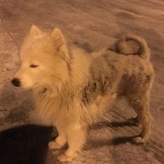 Подробнее об объявлении «Звенигород Найдена собака» Фото: найдена собака  «Звенигород Найдена собака» в г. Звенигород