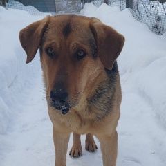 Подробнее об объявлении «Найдена собака кобель очень ждет хозяина. Зеленоград» Фото: найдена собака  «Найдена собака кобель очень ждет хозяина....» в г. Зеленоград