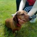 Подробнее об объявлении «Иваново Найдена собака такса» Фото: найдена собака Такса «Иваново Найдена собака такса» в г. Иваново