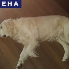 Подробнее об объявлении «Найдена собака кобель золотистый ретривер Ростов-на-Дону» Фото: найдена собака Лабрадор ретривер «Найдена собака кобель золотистый ретривер...» в г. Ростов-на-Дону