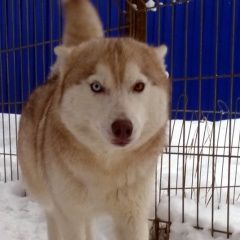 Подробнее об объявлении «Клин Найдена собака хаски» Фото: найдена собака Сибирская хаски «Клин Найдена собака хаски» в г. Клин