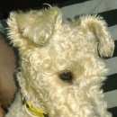 Подробнее об объявлении «Жуков Найдена собака жесткошерстный фокстерьер» Фото: найдена собака Фокстерьер «Жуков Найдена собака жесткошерстный фокстерьер» в г. Жуков