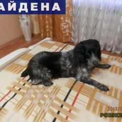 Подробнее об объявлении «Найдена собака кобель Ангарск» Фото: найдена собака Русский охотничий спаниель «Найдена собака кобель Ангарск» в г. Ангарск