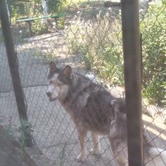 Подробнее об объявлении «Найдена собака приблудилась хаски Армавир» Фото: найдена собака Сибирская хаски «Найдена собака приблудилась хаски Армавир» в г. Армавир