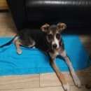 Подробнее об объявлении «Найдена собака Химки» Фото: найдена собака  «Найдена собака Химки» в г. Химки