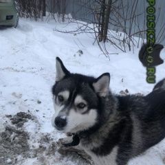 Подробнее об объявлении «Найдена собака хаски, серая Тюмень» Фото: найдена собака Сибирская хаски «Найдена собака хаски, серая Тюмень» в г. Тюмень