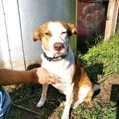 Подробнее об объявлении «Краснодар Найдена собака кобель» Фото: найдена собака  «Краснодар Найдена собака кобель» в г. Краснодар