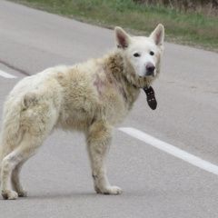Подробнее об объявлении «Найдена собака кобель похож на бшо Палкино» Фото: найдена собака  «Найдена собака кобель похож на бшо Палкино» в г. Палкино