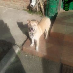 Подробнее об объявлении «Краснодар Найдена собака с ошейником.» Фото: найдена собака  «Краснодар Найдена собака с ошейником.» в г. Краснодар