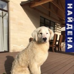 Подробнее об объявлении «Найдена собака кобель Одинцово» Фото: найдена собака  «Найдена собака кобель Одинцово» в г. Одинцово