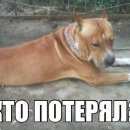 Подробнее об объявлении «Найдена собака кобель стафф Саратов» Фото: найдена собака Стаффордширский бультерьер «Найдена собака кобель стафф Саратов» в г. Саратов