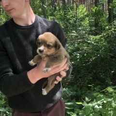 Подробнее об объявлении «Екатеринбург Найдена собака ы три щенка срочно нужен дом» Фото: найдена собака  «Екатеринбург Найдена собака ы три щенка срочно...» в г. Екатеринбург