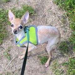 Подробнее об объявлении «Найдена собака той терьер Москва» Фото: найдена собака Той-терьер «Найдена собака той терьер Москва» в г. Москва