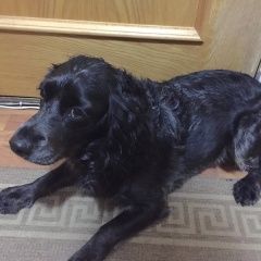 Подробнее об объявлении «Найдена собака марушкинское - селятино попала в дтп Москва» Фото: найдена собака Русский охотничий спаниель «Найдена собака марушкинское - селятино попала в...» в г. Москва