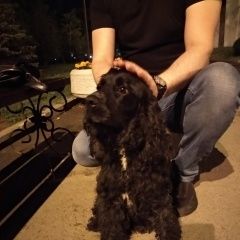 Подробнее об объявлении «Найдена собака кобель черный спаниель, ищем хозяина   Ростов-на-Дону» Фото: найдена собака Американский кокер-спаниель «Найдена собака кобель черный спаниель, ищем...» в г. Ростов-на-Дону