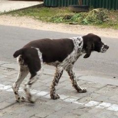 Подробнее об объявлении «Найдена собака спрингер спаниель развилковское поселени Москва» Фото: найдена собака Английский спрингер-спаниель «Найдена собака спрингер спаниель развилковское...» в г. Москва