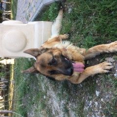 Подробнее об объявлении «Геленджик Найдена собака кобель мальчик, что-то с лапой и шеей» Фото: найдена собака Немецкая овчарка «Геленджик Найдена собака кобель мальчик, что-то...» в г. Геленджик