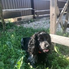 Подробнее об объявлении «Найдена собака кобель в толстопальцево кокер-спаниель Москва» Фото: найдена собака  «Найдена собака кобель в толстопальцево...» в г. Москва