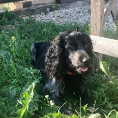 Подробнее об объявлении «Найдена собака кобель спаниель тостопальцево кокошкино Москва» Фото: найдена собака Русский охотничий спаниель «Найдена собака кобель спаниель тостопальцево...» в г. Москва