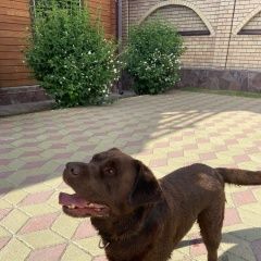 Подробнее об объявлении «Челябинск Найдена собака кобель коричневый лабрадор» Фото: найдена собака Лабрадор ретривер «Челябинск Найдена собака кобель коричневый...» в г. Челябинск