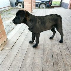 Подробнее об объявлении «Найдена собака кобель Тюмень» Фото: найдена собака  «Найдена собака кобель Тюмень» в г. Тюмень