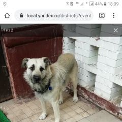 Подробнее об объявлении «Найдена собака Москва» Фото: найдена собака  «Найдена собака Москва» в г. Москва