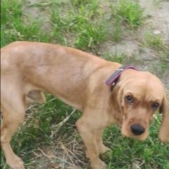 Подробнее об объявлении «Найдена собака кобель стриженный рыжий спаниель кобель Москва» Фото: найдена собака Английский кокер-спаниель «Найдена собака кобель стриженный рыжий спаниель...» в г. Москва