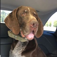 Подробнее об объявлении «Черноголовка Найдена собака курцхаар богородский го а-107» Фото: найдена собака Курцхаар «Черноголовка Найдена собака курцхаар...» в г. Черноголовка