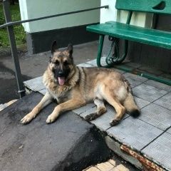 Подробнее об объявлении «Найдена собака кобель овчарка Москва» Фото: найдена собака  «Найдена собака кобель овчарка Москва» в г. Москва