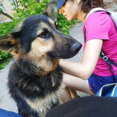 Подробнее об объявлении «Найдена собака кобель Истра» Фото: найдена собака Немецкая овчарка «Найдена собака кобель Истра» в г. Истра