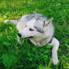 Подробнее об объявлении «Екатеринбург Найдена собака кобель норд нашёлся» Фото: найдена собака Сибирская хаски «Екатеринбург Найдена собака кобель норд нашёлся» в г. Екатеринбург